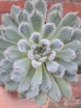 Load image into Gallery viewer, Echeveria TARANTULA 5.5cm
