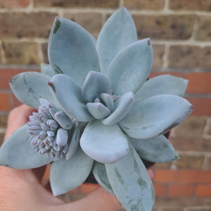 Pachyveria ICE CRYSTAL Syn. POWDER PUFF
