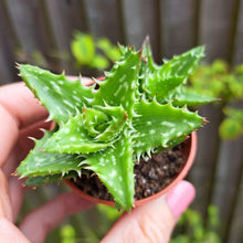 Load image into Gallery viewer, Aloe SQUARROSA 5.5cm
