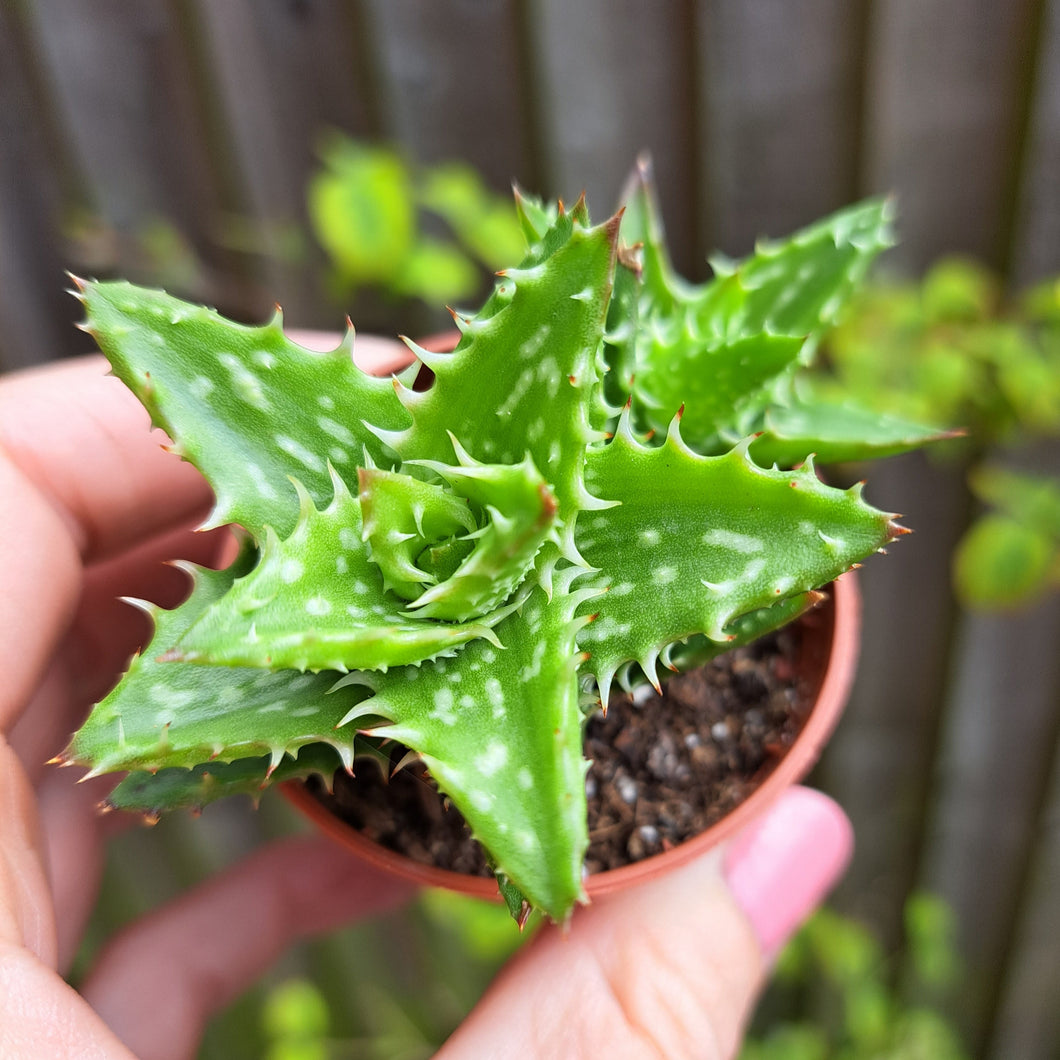 Aloe SQUARROSA 5.5cm