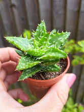 Load image into Gallery viewer, Aloe SQUARROSA 5.5cm
