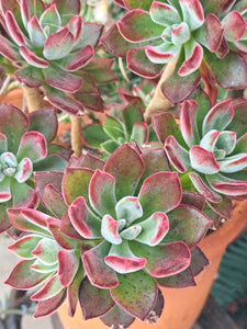 Echeveria Pulvinata DEVOTION