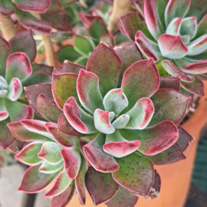 Echeveria Pulvinata DEVOTION