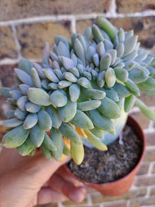 Cremneria EXPATRIATA [Cristate Form]