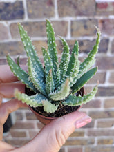 Load image into Gallery viewer, Aloe HUMILIS 5.5cm

