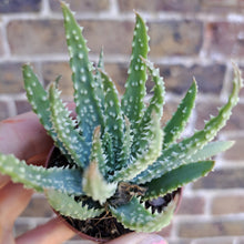 Load image into Gallery viewer, Aloe HUMILIS 5.5cm
