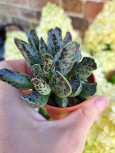 Adromischus Cooperi Festivus 5.5cm