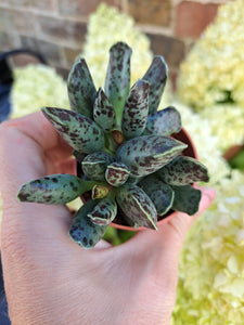 Adromischus Cooperi Festivus 5.5cm