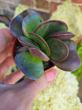 Load image into Gallery viewer, Adromischus Trigynus 5.5cm
