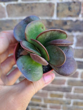 Load image into Gallery viewer, Adromischus Trigynus 5.5cm
