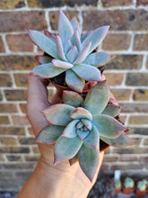 Load image into Gallery viewer, Echeveria colorata ICE
