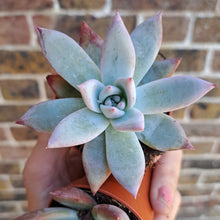 Load image into Gallery viewer, Echeveria colorata ICE
