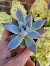 Load image into Gallery viewer, Echeveria colorata ICE
