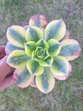 Load image into Gallery viewer, Aeonium FLORESENS syn. STARBURST
