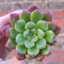 Load image into Gallery viewer, Echeveria CAROL
