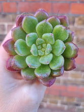 Load image into Gallery viewer, Echeveria CAROL
