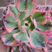 Load image into Gallery viewer, Aeonium MARNIER LAPOSTOLLE Variegated
