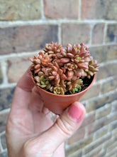 Load image into Gallery viewer, Cremnosedum LITTLE GEM 5.5cm
