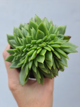 Load image into Gallery viewer, Echeveria agavoides Maria [Cristate Form] 8.5cm
