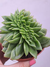 Load image into Gallery viewer, Echeveria agavoides Maria [Cristate Form] 8.5cm
