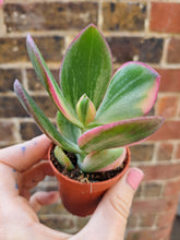 Load image into Gallery viewer, Crassula ovata f. 'Variegata'
