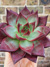 Load image into Gallery viewer, Echeveria agavoides ELECTRA
