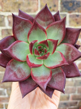 Load image into Gallery viewer, Echeveria agavoides ELECTRA
