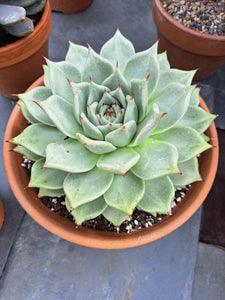 Echeveria agavoides SIRIUS