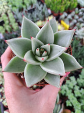 Load image into Gallery viewer, Echeveria agavoides SIRIUS
