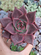 Load image into Gallery viewer, Echeveria agavoides ROMEO syn. TAURUS
