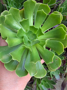 Aeonium Arboreum