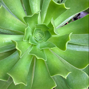 Aeonium Arboreum