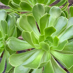 Aeonium Arboreum