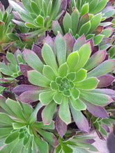 Load image into Gallery viewer, Aeonium BLACK MAGIC

