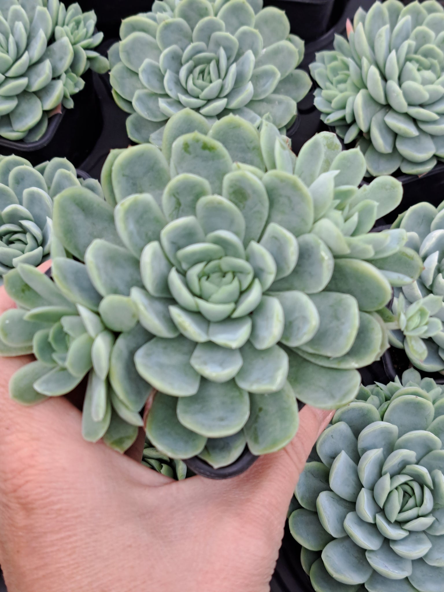 raspberry ice succulent Echeveria elegans RASPBERRY ICE – W & S Lockyer