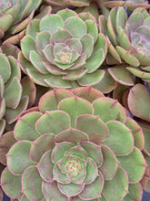 Load image into Gallery viewer, Aeonium HALLOWEEN syn. MADEIRA ROSE
