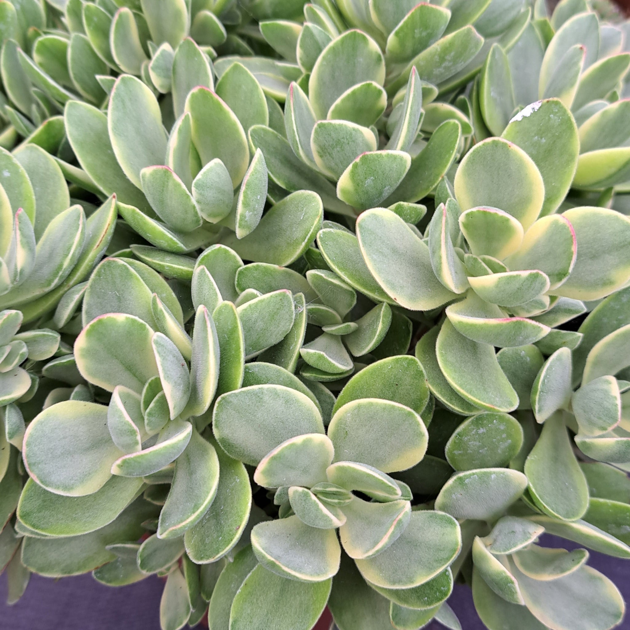 money maker succulent Crassula Swaziensis "Money Maker Variegated" – W & S Lockyer