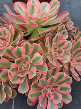 Load image into Gallery viewer, Aeonium PINK WITCH
