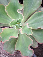 Load image into Gallery viewer, Echeveria Gibbiflora GIANT BLUE
