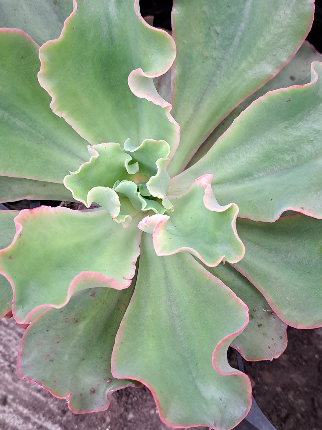 Echeveria Gibbiflora GIANT BLUE