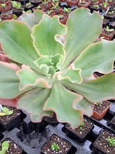Load image into Gallery viewer, Echeveria Gibbiflora GIANT BLUE
