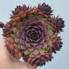 Load image into Gallery viewer, Sempervivum MULBERRY MUFFIN
