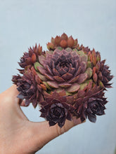 Load image into Gallery viewer, Sempervivum MULBERRY MUFFIN
