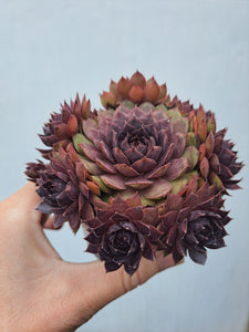 Sempervivum MULBERRY MUFFIN