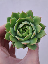 Load image into Gallery viewer, Echeveria RAMILLETTE
