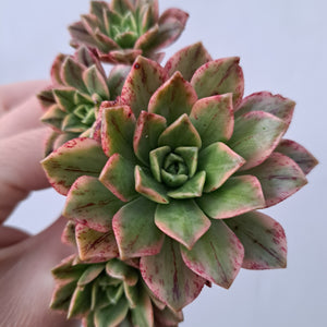 Aeonium GREEN TEA Syn. BRONZE MEDAL VARIEGATED