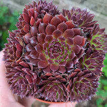 Load image into Gallery viewer, Sempervivum Colorockz® CORAL RED
