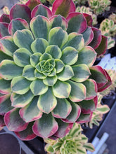 Load image into Gallery viewer, Aeonium SUNRISE syn. MORNING GLOW
