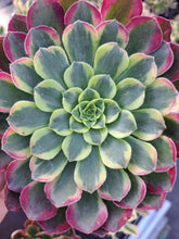 Load image into Gallery viewer, Aeonium SUNRISE syn. MORNING GLOW
