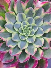 Load image into Gallery viewer, Aeonium SUNRISE syn. MORNING GLOW
